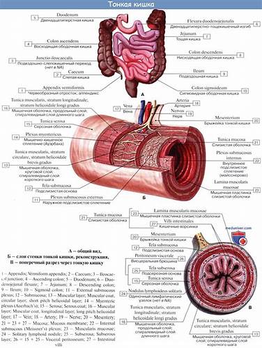 Анатомия тонкой кишки: Двенадцатиперстная кишка. Строение, стенки Картинка - Анатомия тонкой кишки: Двенадцатиперстная кишка. Строение, стенки