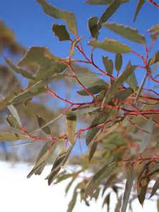 Image Gallery Changing Times July Scribbly Gum Abc Science Online