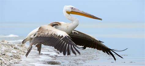 The pelicans compete in the national basketball association (nba). Purely Pelicans - Greece - 2020 - Natures Images