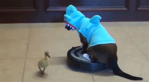 Houstons Roomba Riding Shark Cat Becomes Internet Sensation