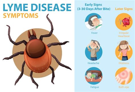 Infográfico De Informações Sobre Os Sintomas Da Doença De Lyme Vetor