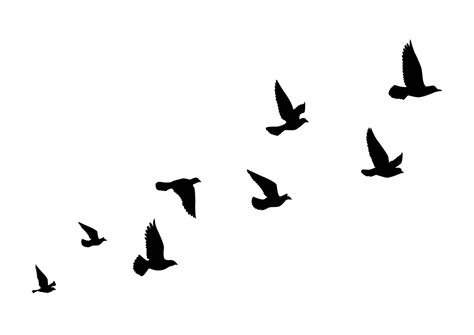 Flying Birds Silhouettes On White Background Vector Illustration