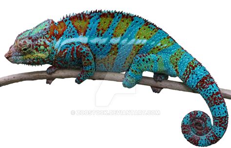 Chameleon Png File Png All Png All