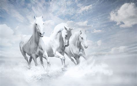 White Horses Hd Hd Animals 4k Wallpapers Images Backgrounds Photos