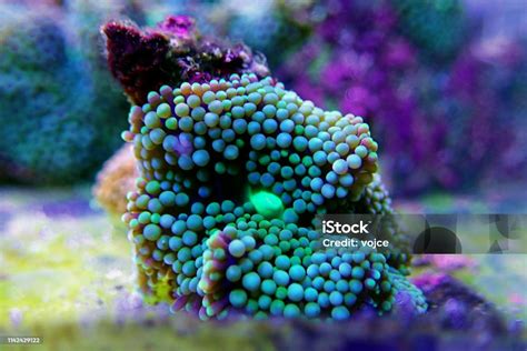 Ricordea Florida Mushroom Underwater Macro Shot Stock Photo Download