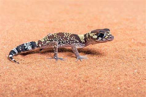 Care Tips For The Australian Barking Gecko Reptiles Magazine