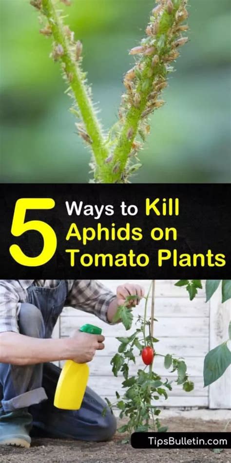 If the plant is heavily infested with aphids, and you're keen to save the plant, pinch the top of the plant off at the stem and get rid of this part of the plant. 5 Ways to Kill Aphids on Tomato Plants | Tomato plant ...
