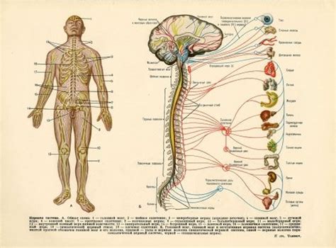 A unbelievable, interactive visible reference with over 300 anatomical buildings. Anatomy And Physiology Cheat Sheet Pdf - Cheat Dumper