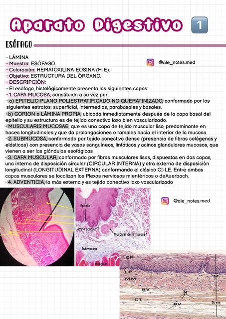 Aparato Digestivo 1 Histología Alejandra Sernaque Herrera Udocz