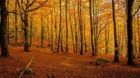 Autumnal Tree Glade Near Klippan In Sweden Wallpaperwiki