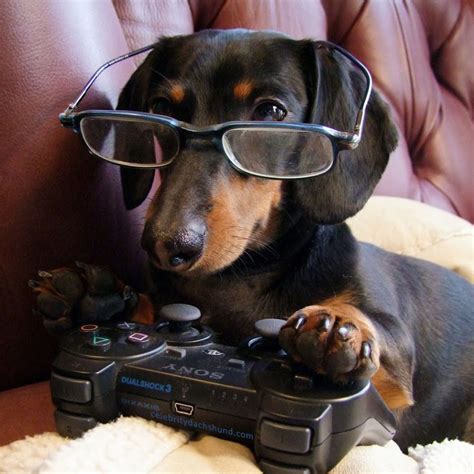 Dog Gamer Youtube