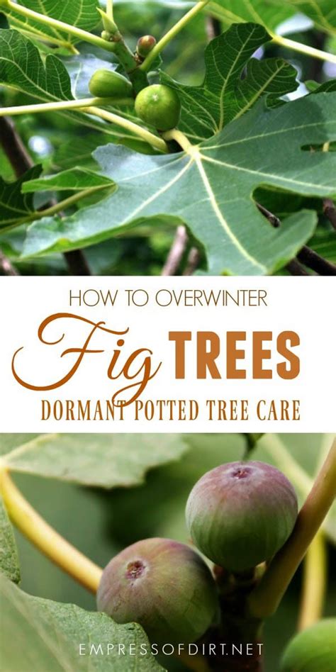 How To Overwinter Potted Fig Trees In A Cold Climate Empress Of Dirt