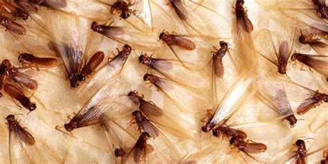 Kill Flying Termites Hot Sex Picture
