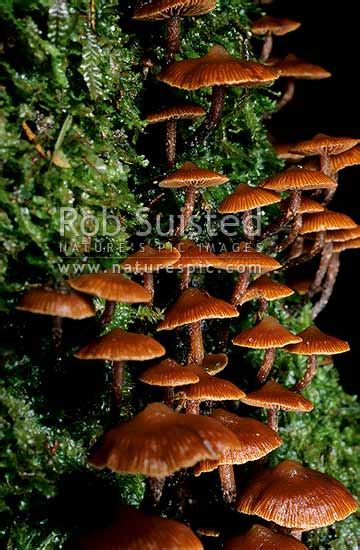 Native Fungi New Zealand Nz Stock Photo From New Zealand Nz