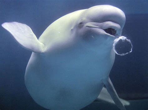 Beluga Whale Wallpaper 47 Pictures