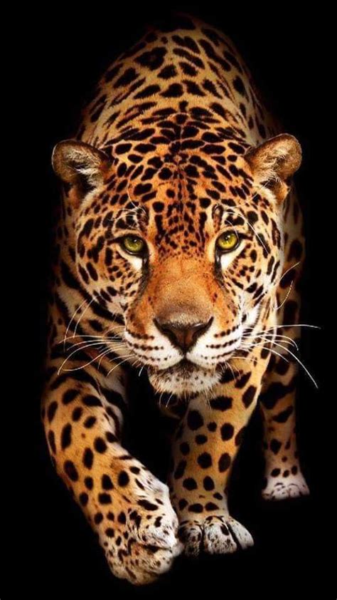 Pin By Coco Voisin On Animaux Divers Jaguar Wallpaper Jaguar Animal
