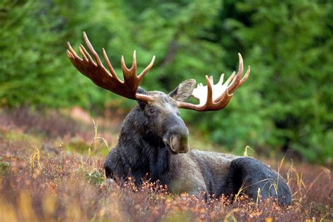 Animals Moose Wallpapers Hd Desktop And Mobile Backgrounds