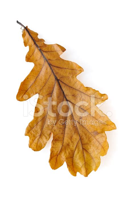 Oak Leaf Stock Photo Royalty Free Freeimages