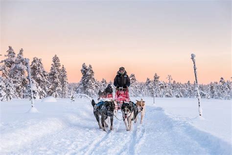 Dog Sledding Dog Sled Vacations And Husky Tours In Lapland