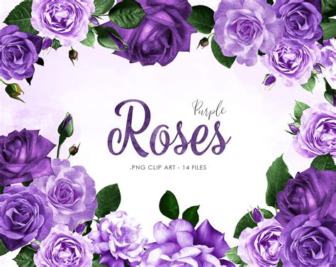Purple Roses Clip Art Roses Png Purple Bouquets Clipart Etsy