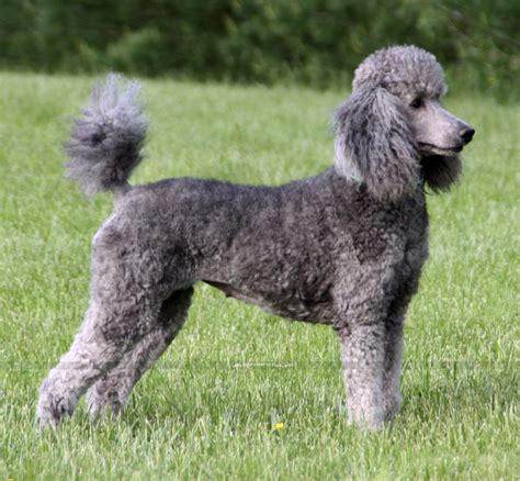 Poodles are highly sociable breeds because they can interact positively with humans and other animals. Picture of X. Twilight Princess, a silver standard poodle