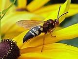 Pictures of Wasp Images