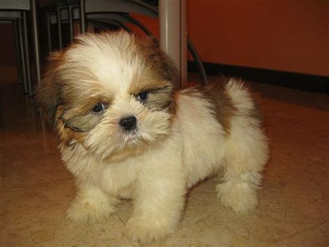 Shih Tzu Puppies High Resolution Cute Puppy Pictures Hq Shih Tzu