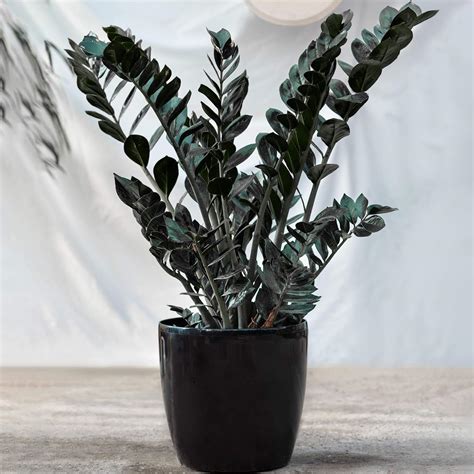Evergreen Zamioculcas Raven Best Indoor Plants 30 40cm Potted Black