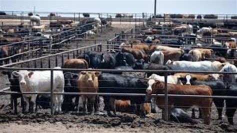 Usda Provides Update On Investigation Following 2019 Tyson Beef Plant