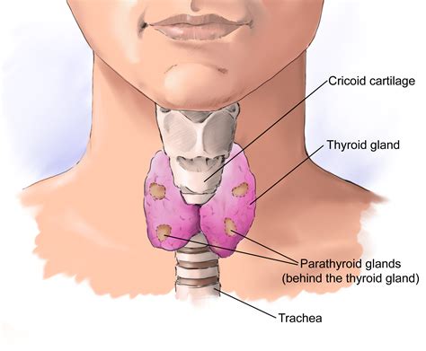 Thyroid Surgeon Adelaide Thyroid Lumps Consultation By Dr Andrew Kiu