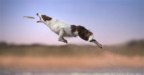 Mesmerizing Photos Of Dogs In Mid Air By Claudio Piccoli Dog Pictures