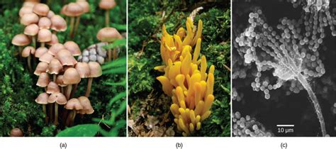 241a Characteristics Of Fungi Biology Libretexts