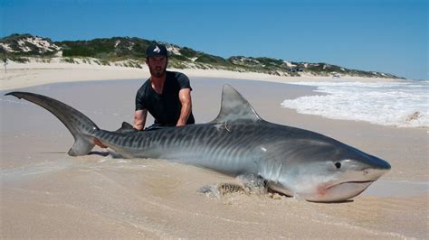Big Tiger Shark Caught Tagged And Released In Wa Australia Youtube