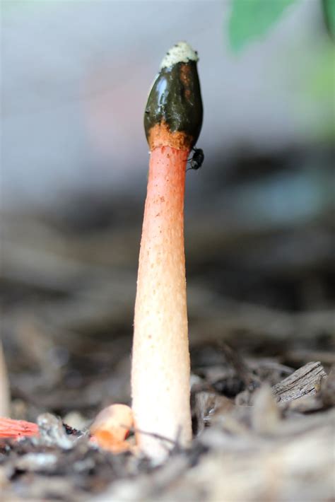 Phallus Rubicundus Devils Stinkhorn Maturing Devils St Flickr