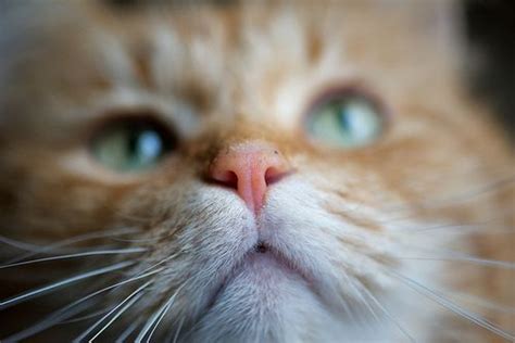 Pin By S Trip On ‿ Cat Nose Cats Animals