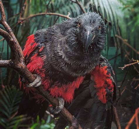 9 Scary Bird Species That Will Give You The Creeps