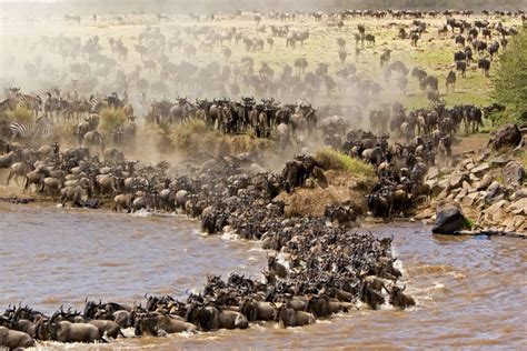 The Wildebeest Migration Animal Encyclopedia