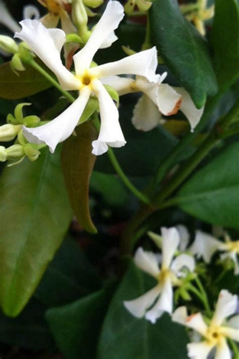 Easily Train This Sweet Smelling Cream Colored Jasmine To Climb Or