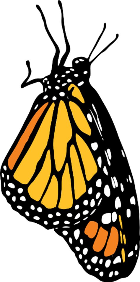 10 Monarch Butterfly Clip Art Biological Science Picture