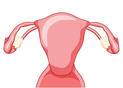 Clip Art Of Female Reproductive System Chart Illustrations Royalty