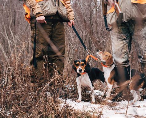 Rabbit Hunting Video With Beagles Hunting Dog Confidential