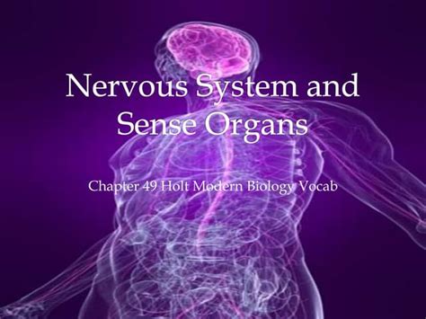Chapter 13 The Nervous System Lesson 1 Introduction To The Nervous