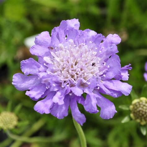 Scabiosa Butterfly Blue Buy Online For Home Delivery Claire Austin