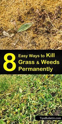 Maybe you would like to learn more about one of these? Learn the signs if fire ants in your lawn and how to get rid of them on your own with these ...