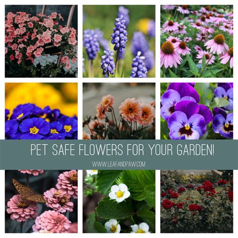 What Flowers Are Safe For Dogs