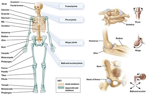 The small joints between the ribs and the vertebrae permit a gliding motion of the ribs on the vertebrae during breathing and other activities. Biology 9 Muscles and Locomotion - Biomedical Science 201 ...