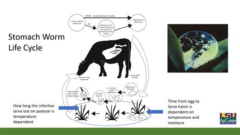 Internal Parasites In Beef Cattle Finding Practical Solutions Beef