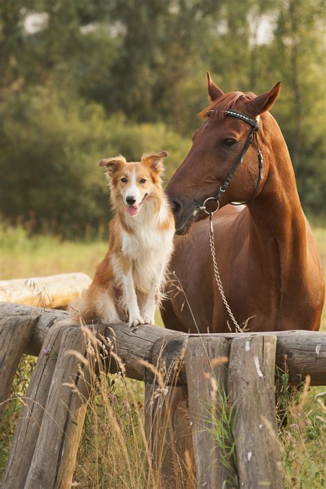 Horses And Dogs Together Free Wallpaper