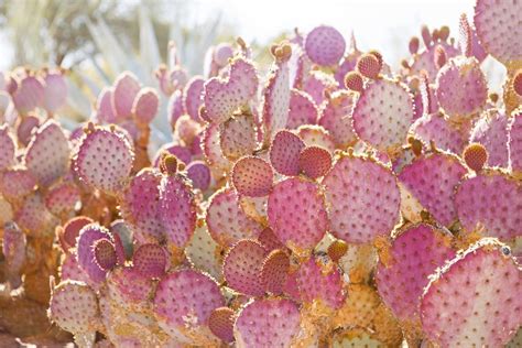 Pink Cactus Photo Desert Wall Art Boho Print Arizona Etsy Boho Wall