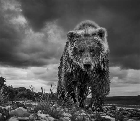 David Yarrow Photography Page 2 Of 5 Holden Luntz Gallery